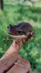 Trachycephalus typhonius