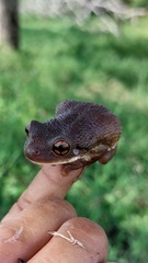 Trachycephalus typhonius