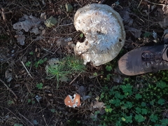 Catathelasma ventricosum