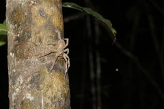 Phoneutria boliviensis