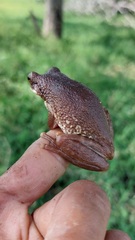 Trachycephalus typhonius