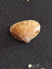 Tivela