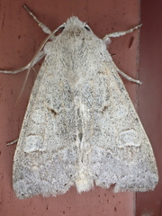 Ammoconia caecimacula