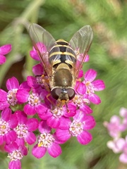 Syrphus