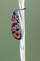 Zygaena fausta