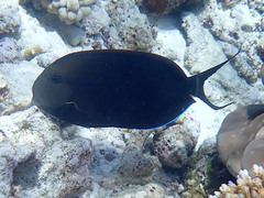 Acanthurus nigricauda