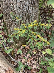 Solidago caesia