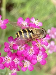 Syrphus