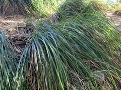Carex nudata