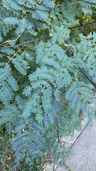 Albizia julibrissin