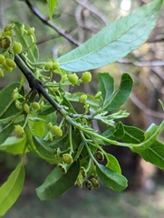 Hedycarya angustifolia