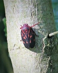 Mahanarva rubropicta
