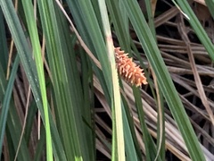 Carex nudata