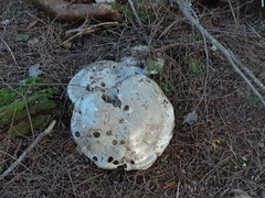 Catathelasma ventricosum