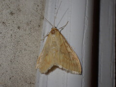 Pyraustini