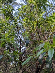 Hedycarya angustifolia