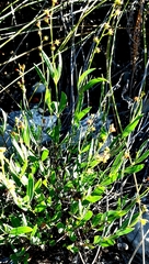 Galphimia angustifolia