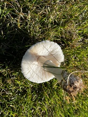 Leucoagaricus leucothites