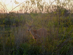 Blastocerus dichotomus