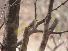 Cranioleuca pyrrhophia