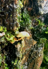 Mycena corticola