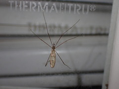 Limoniidae