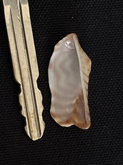 Arca pacifica