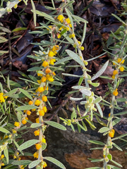 Acacia lanuginophylla