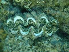 Tridacna noae