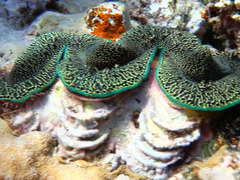 Tridacna