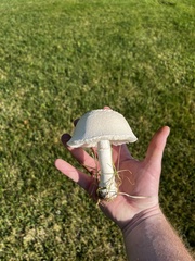 Leucoagaricus leucothites