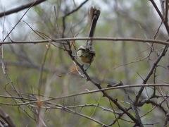 Stigmatura budytoides