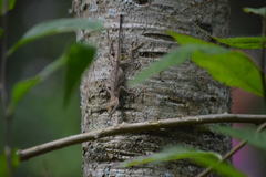Anolis schiedii
