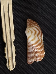 Arca pacifica