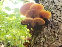 Flammulina velutipes