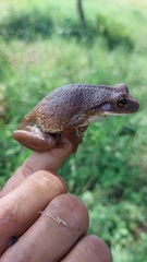 Trachycephalus typhonius