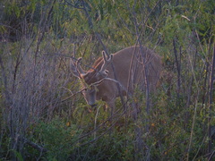 Blastocerus dichotomus