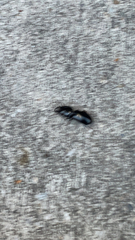 Scarites subterraneus