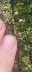 Mycena corticola