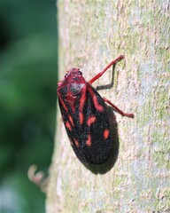 Mahanarva rubropicta