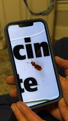 Cucujiformia