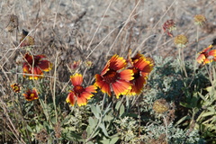 Gaillardia pulchella