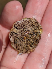 Grapsus