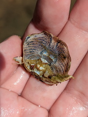 Grapsus