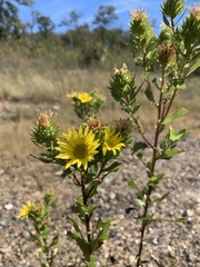 Grindelia lanceolata