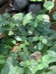 Lysimachia nummularia