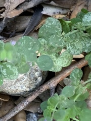 Lysimachia nummularia
