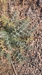 Echinops adenocaulos