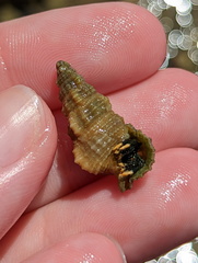 Cerithiidae