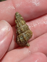 Cerithiidae